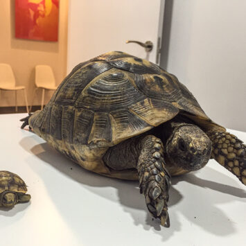 La hibernación de las tortugas: cómo prepararla y lo que necesitas saber