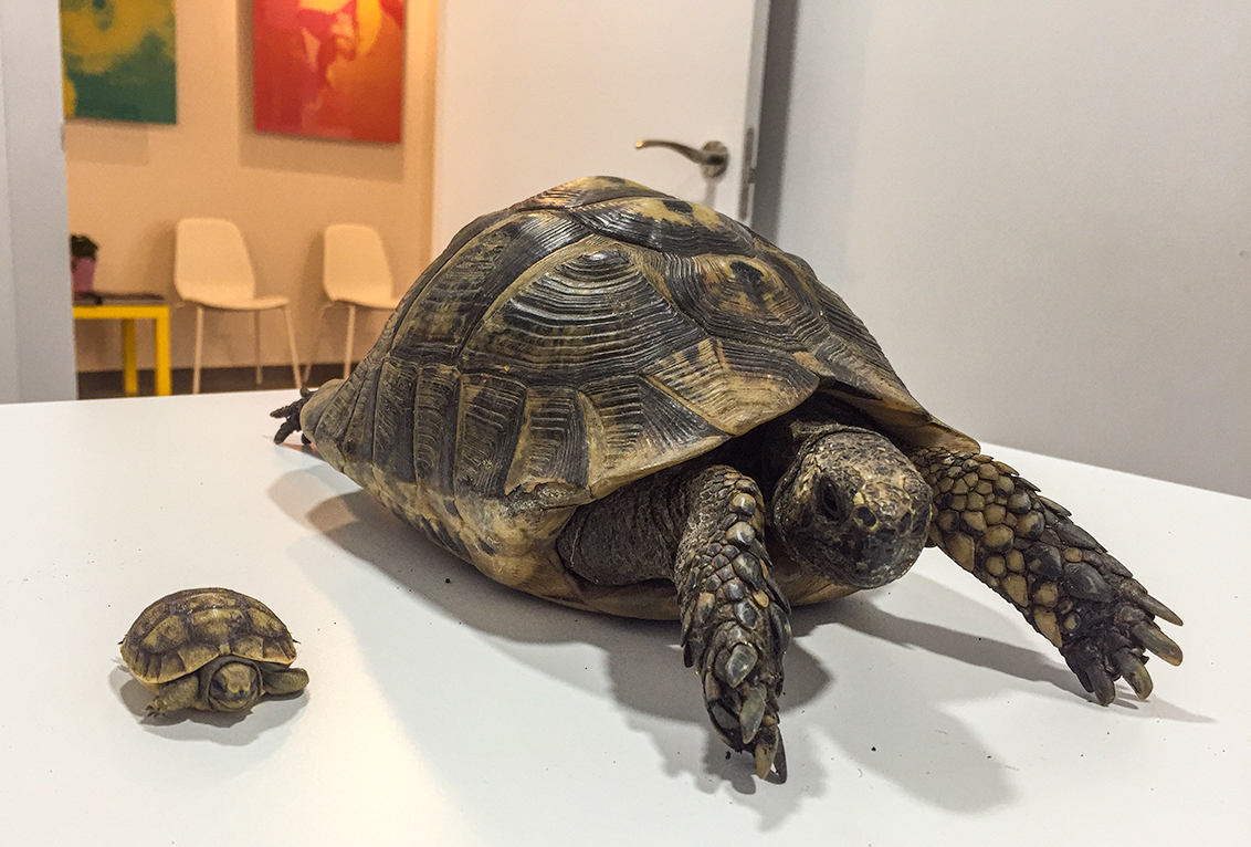 La hibernación de las tortugas