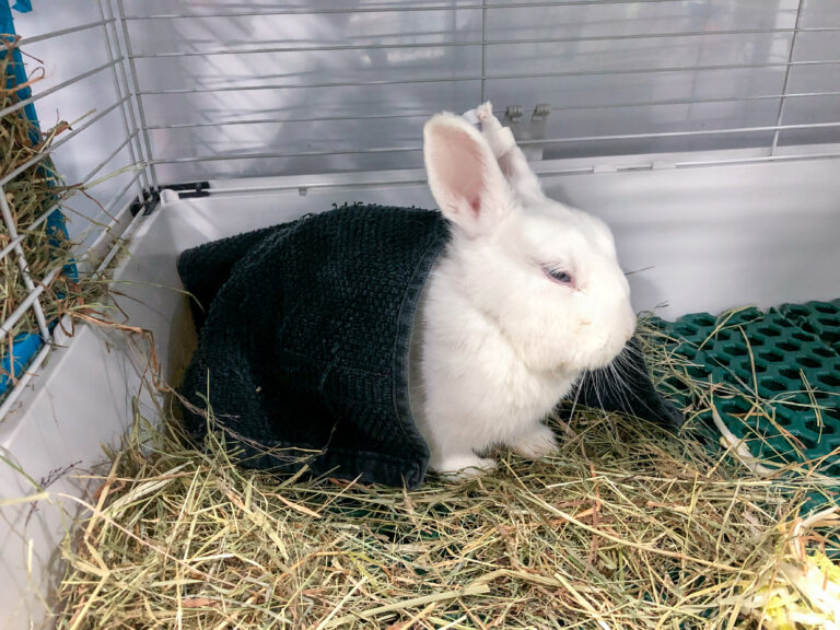 Imagen de un conejo doméstico hospitalizado en Gwana Vet, con expresión de dolor debido a una torsión hepática